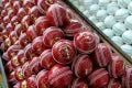 Kooka bura Red Hard Ball For T20 Cricket - Hardball Red T-20 Cricket Hard Ball 1 piece