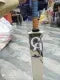 Cricket Hard bat Ca hard bat